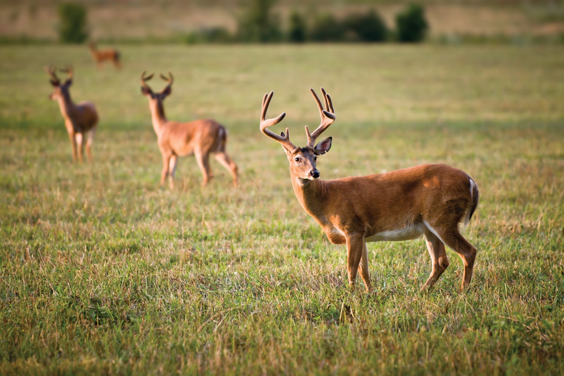 Deer
