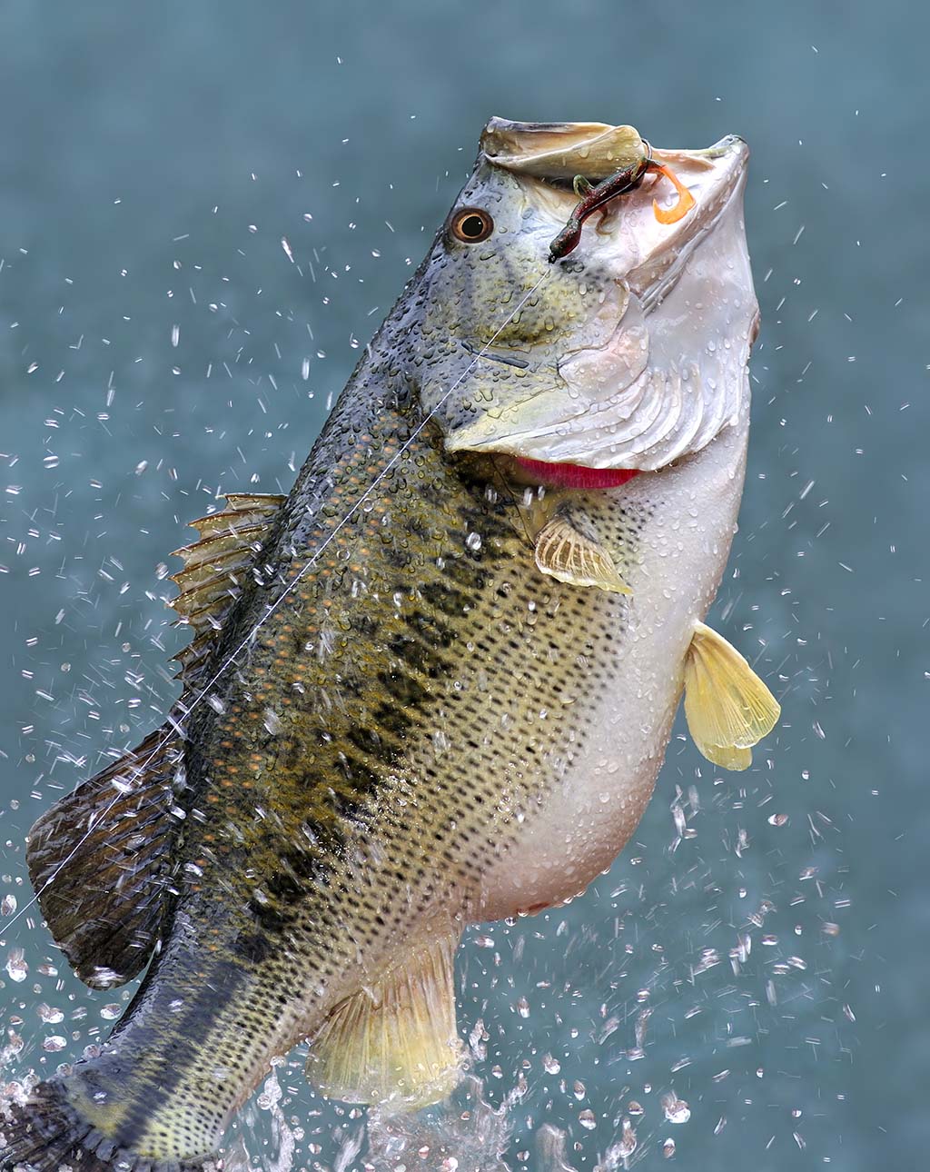 Fish