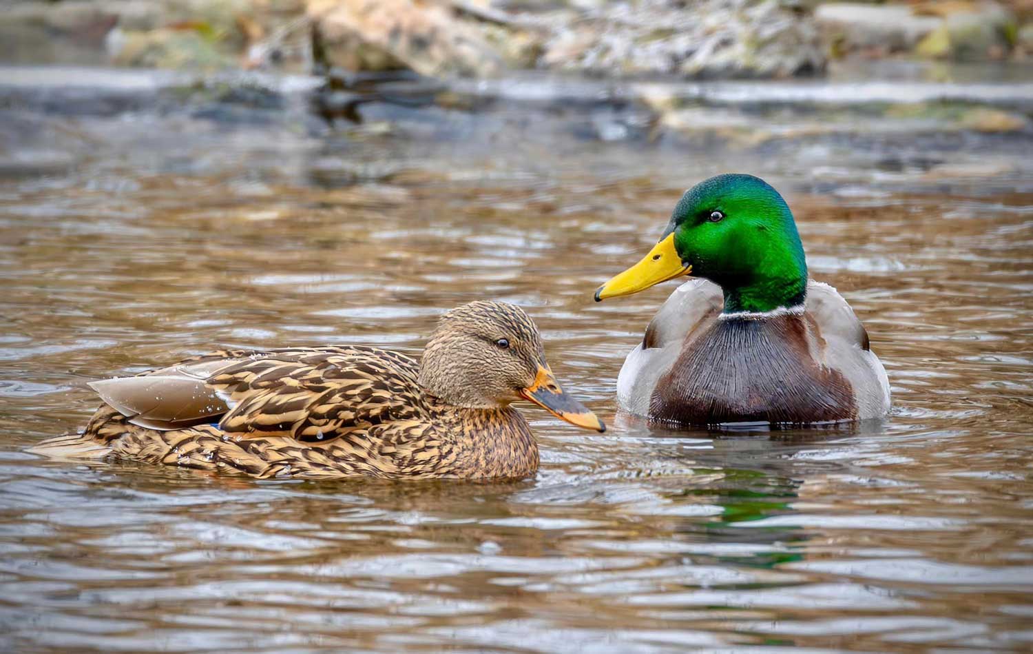 Waterfowl