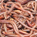 Nightcrawlers