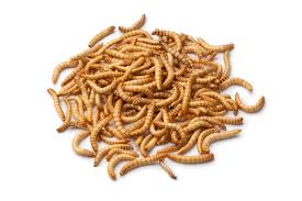 Meal Worms